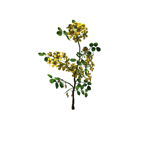 Flower  Lignum Vitea4